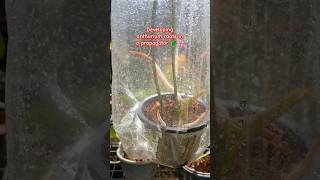 Developing anthurium roots in a propagator 🌿🌸 propagation anthurium flowers plants [upl. by Goeselt855]