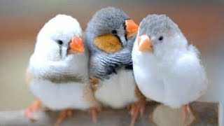 How Zebra Finches Teach Us About Friendship [upl. by Eihpos]