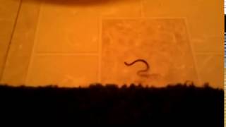 Tiny Wormlike Snake found in bathroom3gp [upl. by Anh]