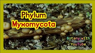 Phylum Myxomycota  phylum  Myxomycota  Myxomycota phylum  characteristics of Myxomycota phylum [upl. by Iridis]