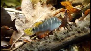 Crenicichla compressiceps mâle dwarf pike cichlid [upl. by Nawud]