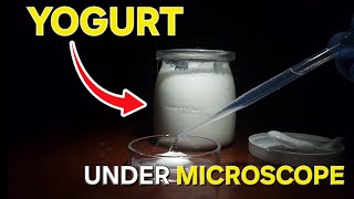 Homemade Yogurt Under Microscope [upl. by Esinehs]