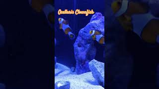 Ocellaris Clownfish aquariumfish nature aquarium fish [upl. by Aicillyhp237]