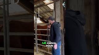 Comment Nettoyer le Box de Votre Cheval Facilement cascadeur métiers equitation cheval [upl. by Kaltman583]