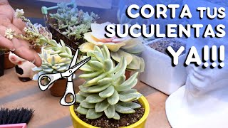 ¿¿Por qué CORTO mis SUCULENTAS🌱 Video especial de variegadas 💚 [upl. by Eniortna]