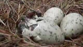 Seagull Chicks Hatching [upl. by Hennessey]