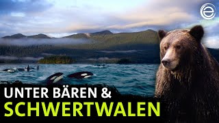 Amerikas Fjorde ‒ Unter Bären amp Schwertwalen  Erlebnis Erde [upl. by Ayocal]