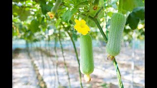 I TRIED TO GROW A LOOFAH LUFFA IN THE UK gardening gardeninguk [upl. by Ymmot]