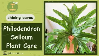 How to Care for Your Philodendron Selloum  Beginners Guide to Repotting  Oddly Satisfying [upl. by Aehtna]