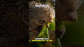 Porcupine shorts animals facts unseenuniverse [upl. by Bessie]