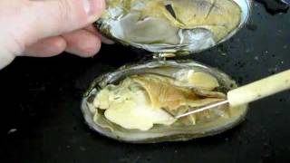 Bivalve Anatomy freshwater mussel [upl. by Eimaj]