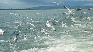 SaintMartin island on the way to SaintMartin Seagull Flying [upl. by Treacy307]