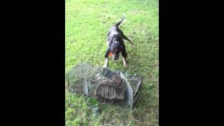 Bluetick hound on a caged coon [upl. by Dene]