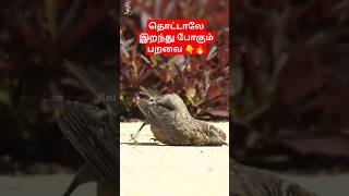 😱 உலகின் விசித்திரமான வித்தியாசமான பறவை 👇titoni shortvideo facts science history shortfeed [upl. by Enenstein729]