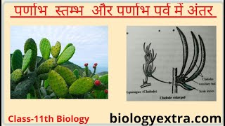 पर्णाभ स्तंभ और पर्णाभ पर्व में अंतर  Difference between Phylloclade and Cladode [upl. by Flavio920]