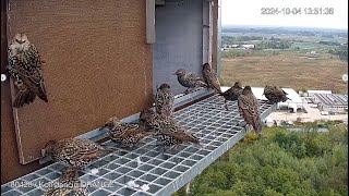 Wesoła gromadka w odwiedzinach u pustułek KonstancinJeziorna ORANGE Polska 04102024 [upl. by Hesther352]