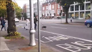 Ballsbridge Dublin Being Invaded By Migrants [upl. by Ecinev803]