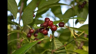 EatTheWeeds Episode 169 Wild Coffee Psychotria nervosa [upl. by Maram]