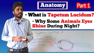 Tapetum Lucidum Dog eye StructureVeterinary AnatomyPart 1 [upl. by Lerual]