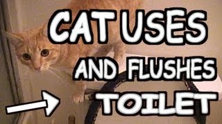 Cat uses toilet then FLUSHES [upl. by Eah]