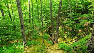 Beautiful Nature  Hike Through Forest to Waterfall Alongside Streams with Nature Sounds [upl. by Eigriv]