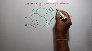 Chlorophyll Molecule Structure [upl. by Odrick]