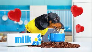 Morning Coffee Cute amp funny dachshund dog video [upl. by Alleirbag]