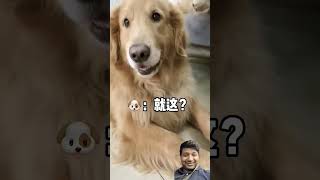 dog funny video shorts [upl. by Bernat716]