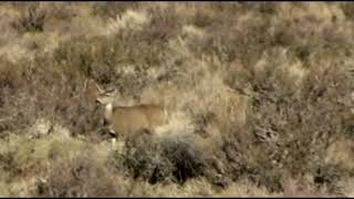 More Hunting Mule Deer Horn in Inyo County [upl. by Malloch105]