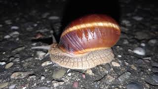 Chiocciola Helix Pomatia vista da vicino amp sondaggio sul canale [upl. by Ailedamla]