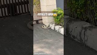 🐍Russells Viper snake viralvideo ytshorts snake [upl. by Strain925]