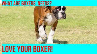 Crating a Boxer Understanding Their Response [upl. by Celina769]