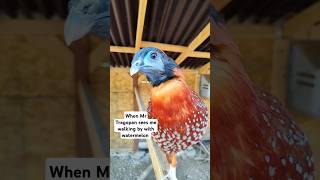 This Temmincks Tragopan Loves Him Some Watermelon birdtrend ytshorts tragopans exoticpheasants [upl. by Anivlem]