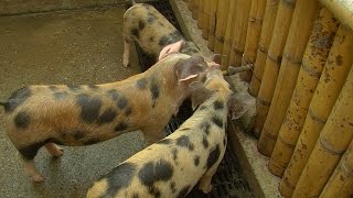 Características y alimentación del porcino Sampedreño  TvAgro por Juan Gonzalo Angel [upl. by Seraphine]