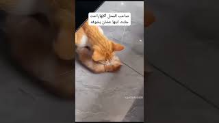 صاحب المحل أكلها راحت جابت ابنها عشان يشوفه [upl. by Nappy]