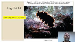 Zoology Lab 07  Flatworms Part 1 [upl. by Ifill]