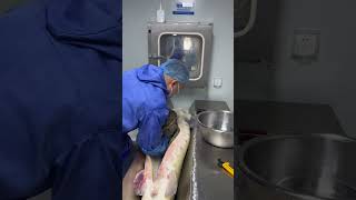 How Caviar extraction from Sturgeon [upl. by Abner]