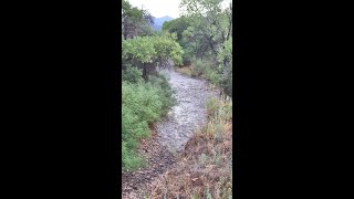 Wildlife camera along west Turkey Creek and a water tank Chiricahua Mountains south east Arizona [upl. by Slen635]