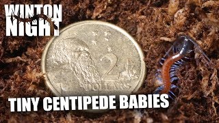 CENTIPEDE BABIES bright blue legs [upl. by Annamarie]