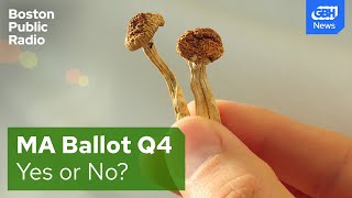 Massachusetts ballot question 4 debate Legalizing psychedelic mushrooms [upl. by Lyndon271]