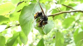 Abeilles Un frelon asiatique attrape et dévore une pauvre abeille [upl. by Nylle]