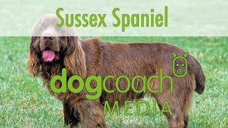 Hunderasse Lexikon Sussex Spaniel [upl. by Rotow]