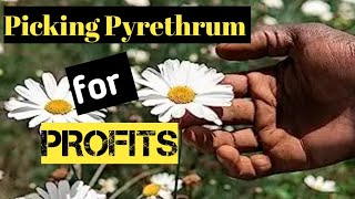 How to pick Pyrethrum for Great Profits [upl. by Asenaj]