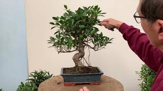 Ficus Bonsai Care and Pruning [upl. by Piefer]