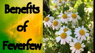 The Benefits of Feverfew Tanacetum Parthenium [upl. by Rtoip849]