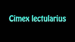 Learn How To Pronounce Cimex lectularius [upl. by Bikales]