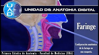 Anatomía de la Faringe  FMED UBA [upl. by Arbuckle606]