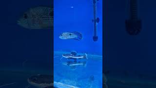 Red Tail Catfish feeding shorts viralvideo viralshort ytshorts [upl. by Yevol]