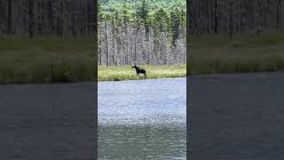 had no idea big moose animal can swim [upl. by Decrem]