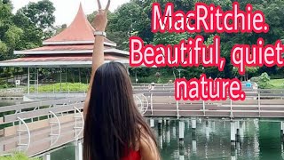 Mc Ritchie Reservoir Park Singapore fresh green Nature perfect place for hiking [upl. by Leuqim]